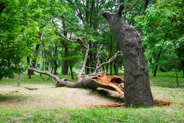 Best Tree Trimming and Pruning  in Lake Los Angeles, CA