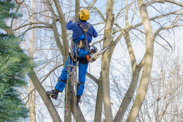 Best Arborist Consultation Services  in Lake Los Angeles, CA