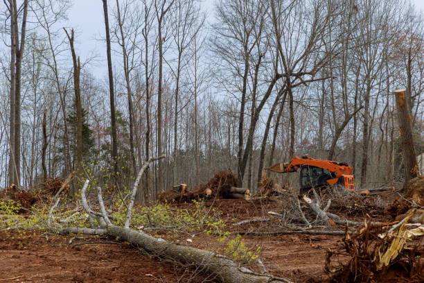 How Our Tree Care Process Works  in  Lake Los Angeles, CA