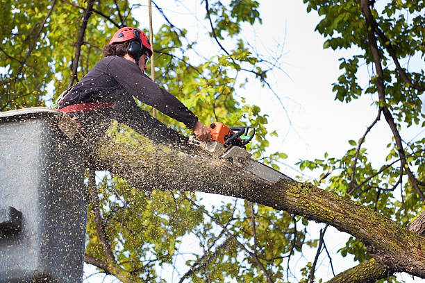 Tree and Shrub Care in Lake Los Angeles, CA