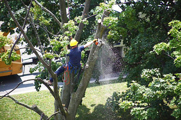 Reliable Lake Los Angeles, CA Tree Removal Services Solutions